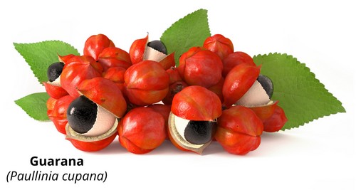 Guarana